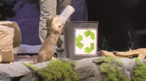 An otter picking up a plastic bottle at the Night Safari in Singapore, in a performance designed to raise public awareness of environmental protection